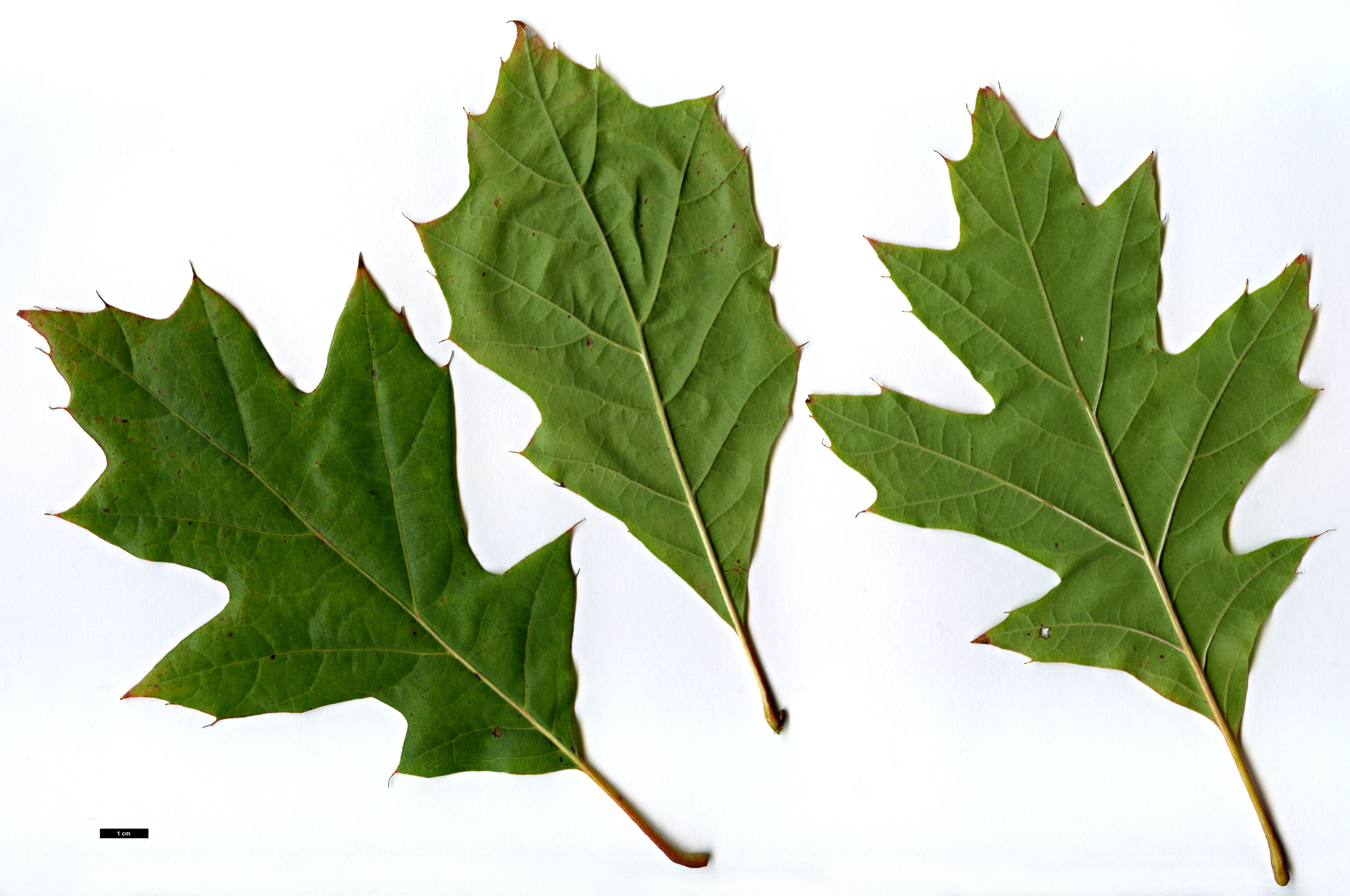 High resolution image: Family: Fagaceae - Genus: Quercus - Taxon: ×runcinata (Q.imbricaria × Q.rubra)